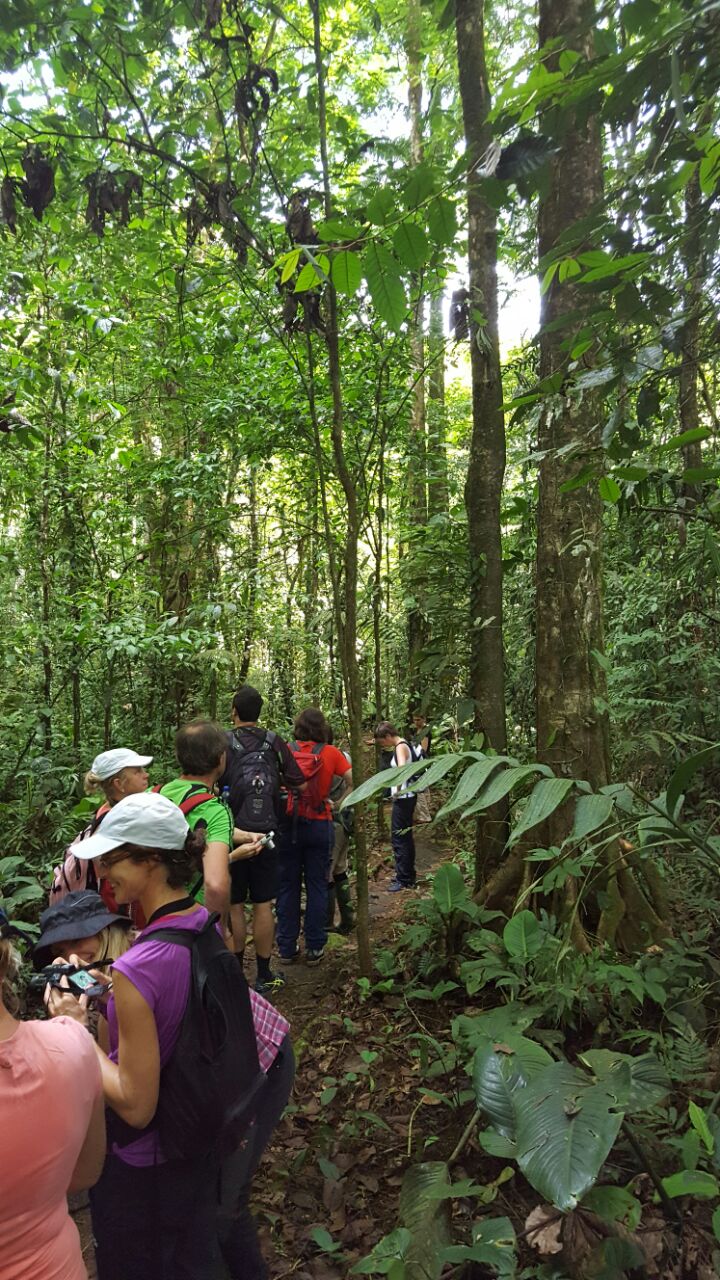 Disfrutando del Bosque tropical húmedo, en nuestro sendero del MacúaLa Rana de
