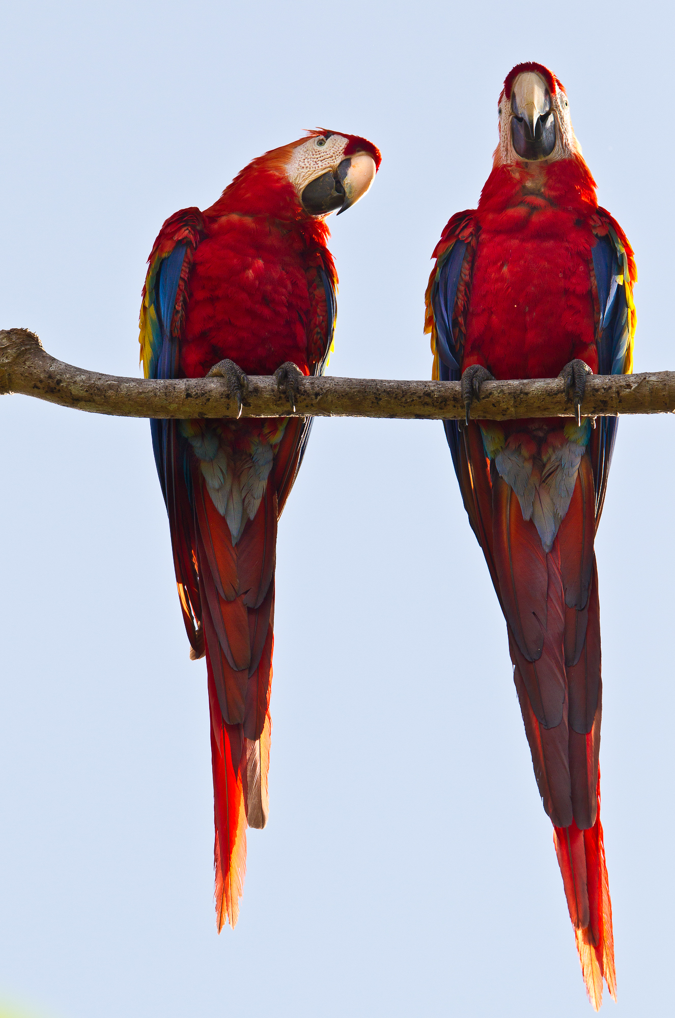 Nuestra ave característica la Lapa Roja (Ara Macaw)