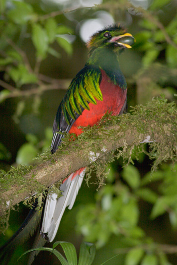 Quetzal 