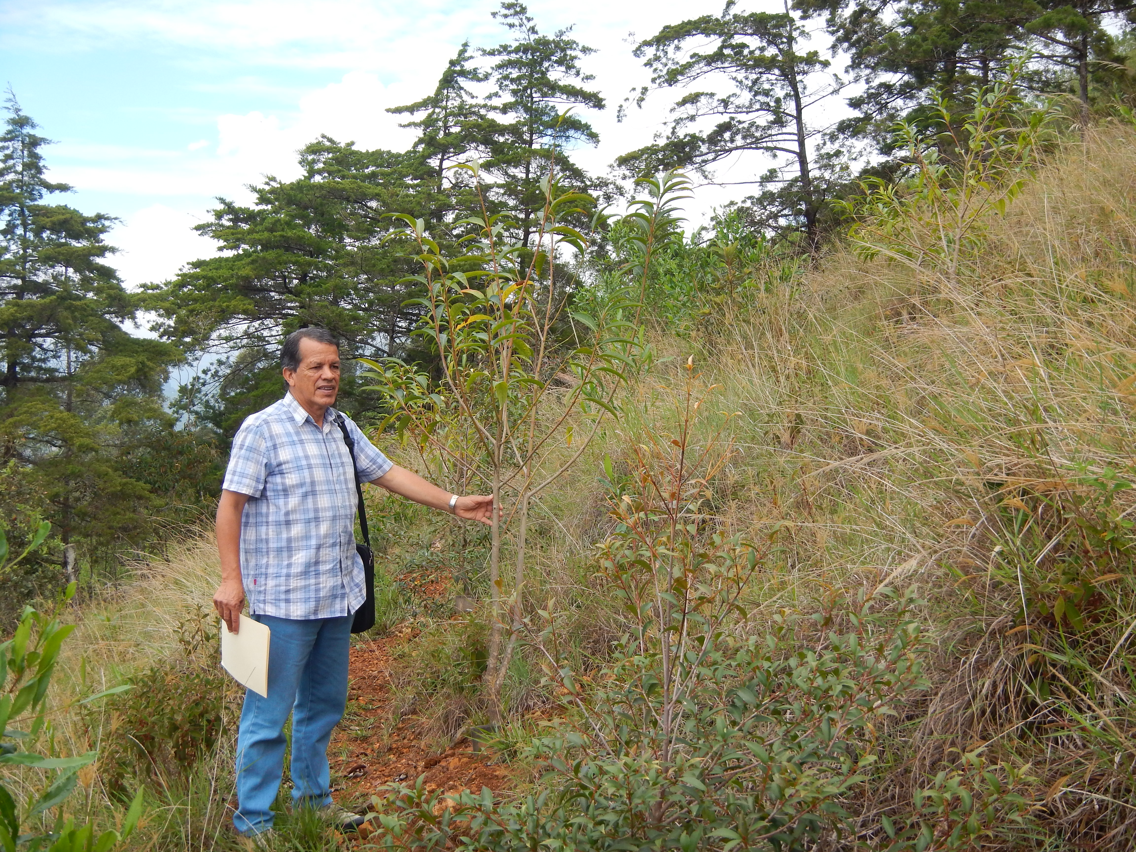 Reforestación del Cerro La Trinidad