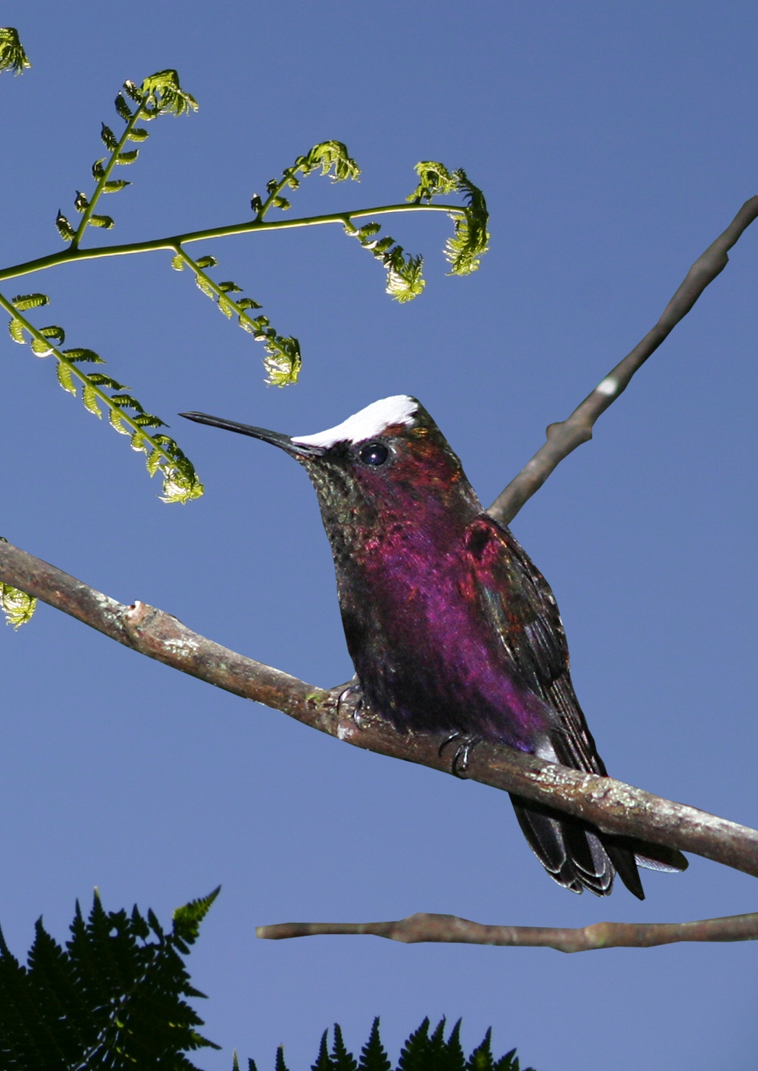 Especie de colibri emblematica